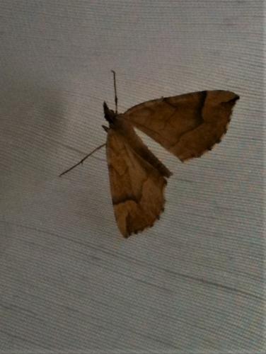 Eulithis mellinata